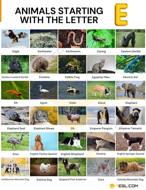 animals that start with e