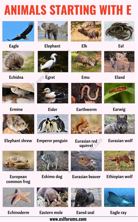 animals that start with e list