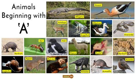 animals that start with the letter a