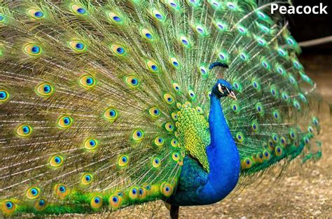 Animals With Feathers Examples