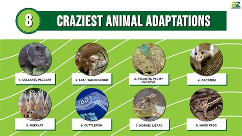 animals with interesting adaptations