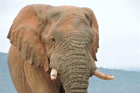 Animals With Large Foreheads