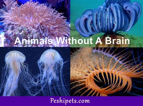 animals without a brain