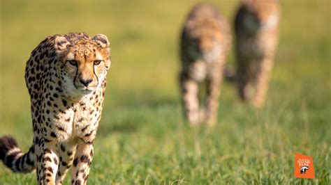 Animals Zoom Background