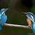 animated birds gif download
