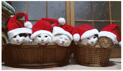Christmas Cat Gif - IceGif
