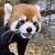 animated gif red panda