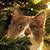 animated gifs cats christmas