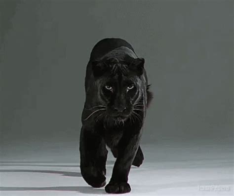 Animated Black Panther Gif