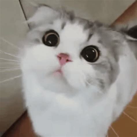 animated cat meowing gif