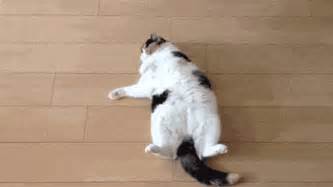 Dancing Cats GIFs 65 Funny Animated Images for Free
