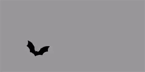 this is a gif for a seamless bat flying animation for a