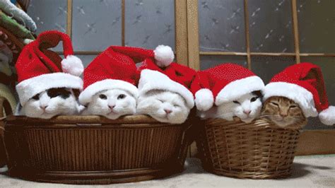 Christmas Cats funny cats animated gif christmas christmas