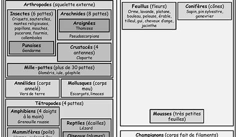 Le scolopendre annelé Les insectes de Martin