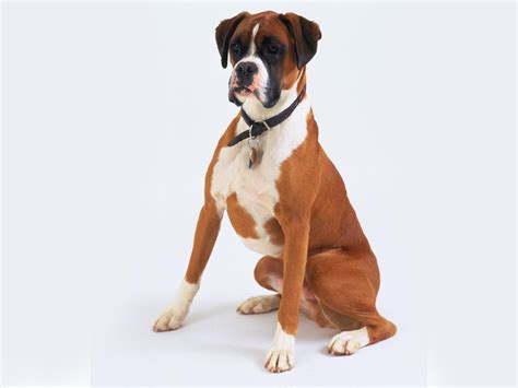 Portrait Of A Boxer Dog 11 Photograph by Animal Images Fine Art America