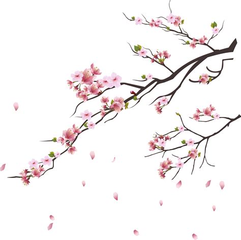 cherry blossom branches png STOCK by