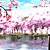 anime cherry blossoms in water gif