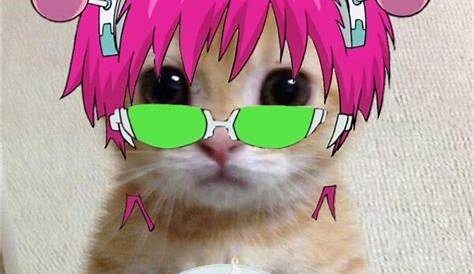 Saiki pfp (Saiki K) Funny anime pics, Anime kitten, Anime cat