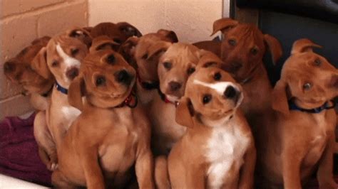 优秀网页设计的照片 微相册 Cute gif, Animated gif, Funny gif