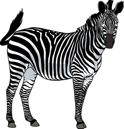 A Running Zebra Clipart Image