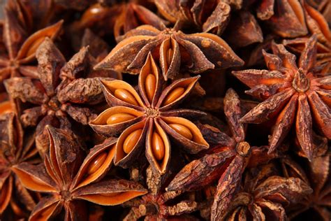 Anise Star Herb