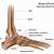 ankle bone chart