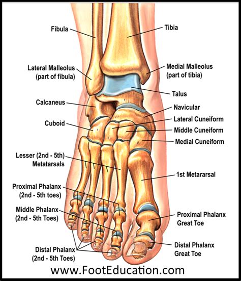 Ankle Joint Foot Bones