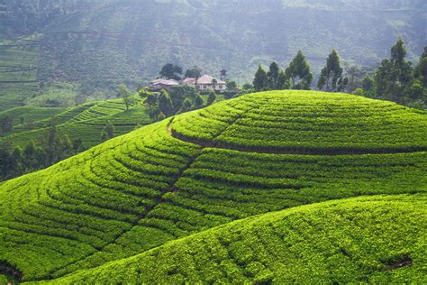 anl landscapes tea gardens