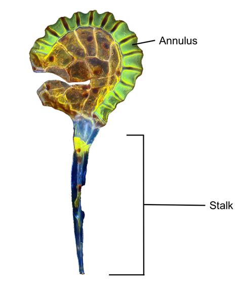 annulus fern