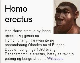 ano ang ibig sabihin ng homo erectus