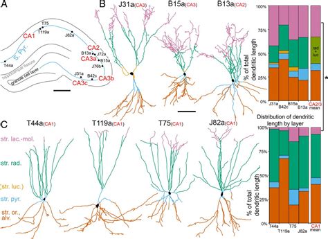 Another Name For Basket Cell