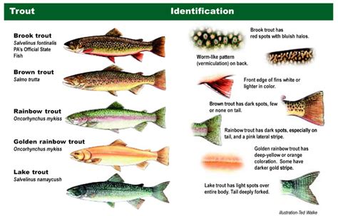Another Name For Brook Trout