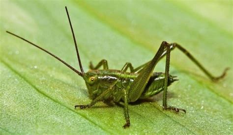 another name for crickets insect
