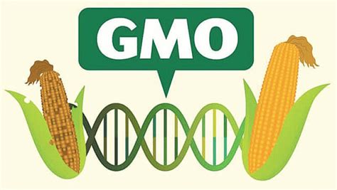 another name for gmo is