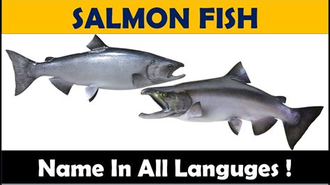 Another Name For Salmon