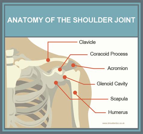Another Name For Shoulder Joint
