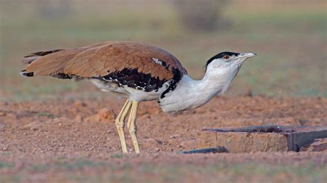 another name of great indian bustard