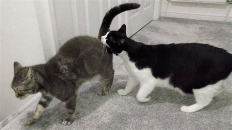 another one bites the butt