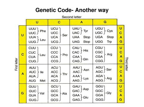 Another Way To Say Genetic Code