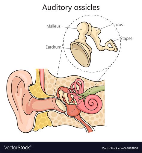 another word for auditory ossicles