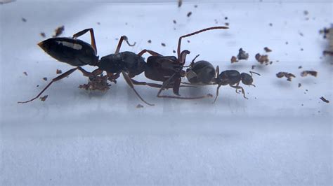 ant colony for sale canada