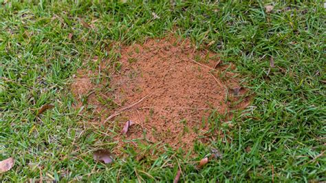 ant control lawn