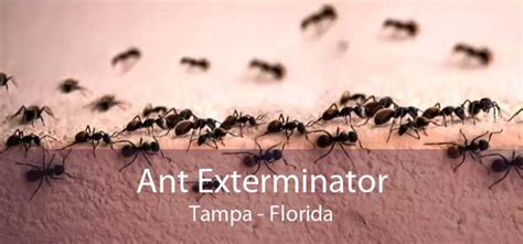 ant exterminator tampa prices