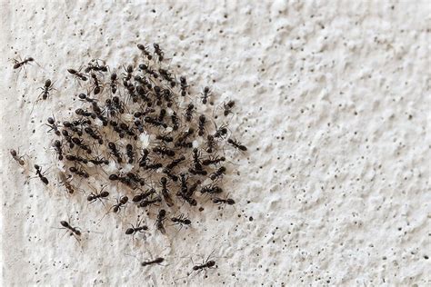 The Ultimate Winter Ant Control Guide: Banish Pests During the Cold