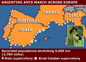 ant supercolony map