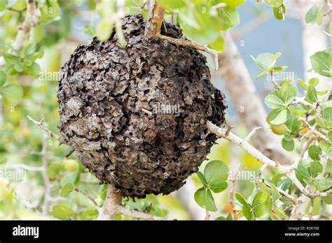 Ants Build the House on a Tree Stock Image Image of agriculture, leaf 65154663