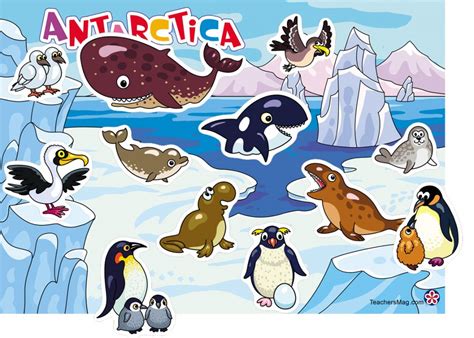 antarctic animals for kids