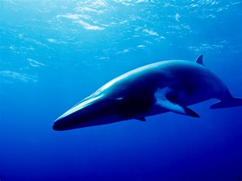 antarctic minke whale picture