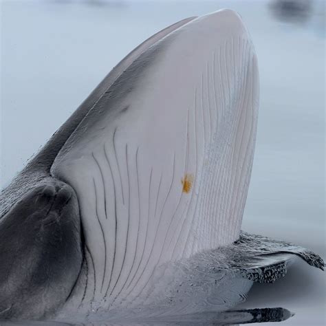 antarctic minke whale size