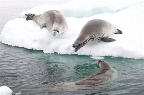 Antarctic Seals Adaptations